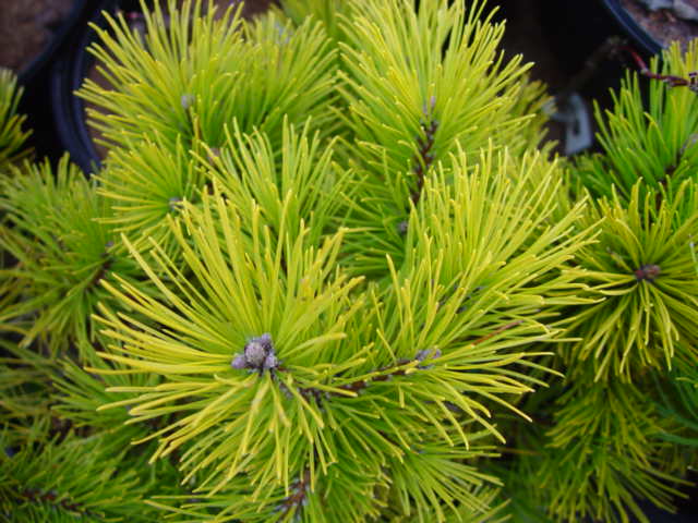 (image for) Pinus mugo CARSTEN'S WINTERGOLD-3g heavy